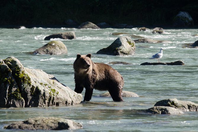 Chilkoot Wilderness and Wildlife Viewing (2.5 hrs in Haines) - Key Points