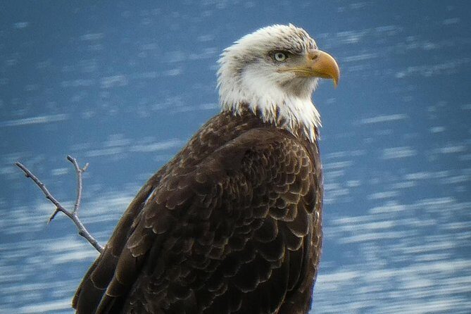 Chilkoot Wilderness and Wildlife Viewing (2.5 hrs in Haines) - A Deep Dive into the Experience