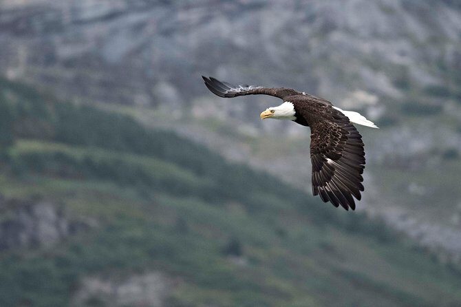 Chilkoot Wilderness and Wildlife Viewing (2.5 hrs in Haines) - FAQ