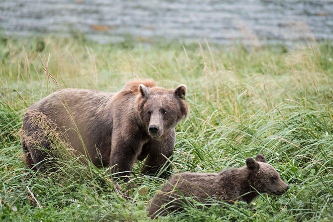 Chilkoot Wilderness and Wildlife Viewing - 6.5 hrs from Skagway - FAQ