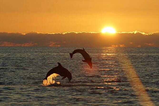 Chincoteague Dolphin Watching Boat Tour - Key Points