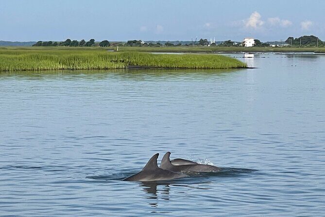 Chincoteague Dolphin Watching Boat Tour - An In-Depth Look at the Chincoteague Dolphin Watching Boat Tour