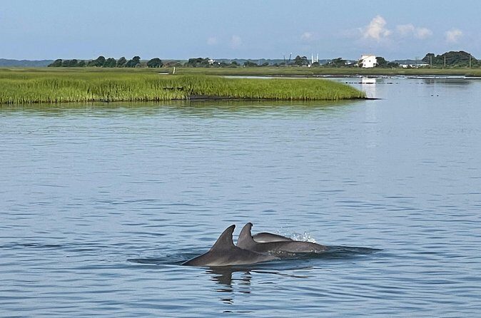 Chincoteague Dolphin Watching Boat Tour - Considerations and Practical Tips