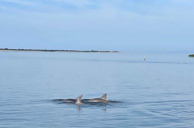 Chincoteague Dolphin Watching Boat Tour - The Sum Up