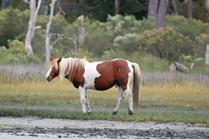 Chincoteague's Up The Bay Pony and Wildlife Tour by Boat - The Sum Up