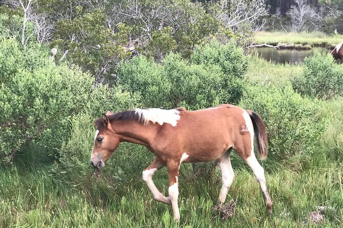 Chincoteague's Up The Bay Pony and Wildlife Tour by Boat - FAQ