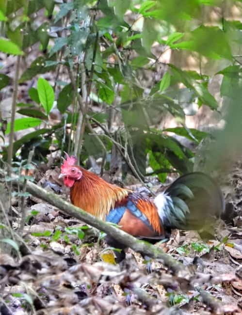 Chitwan: 2 Full day jungle walk with Canoeing all inclusive - Authentic Experiences That Matter