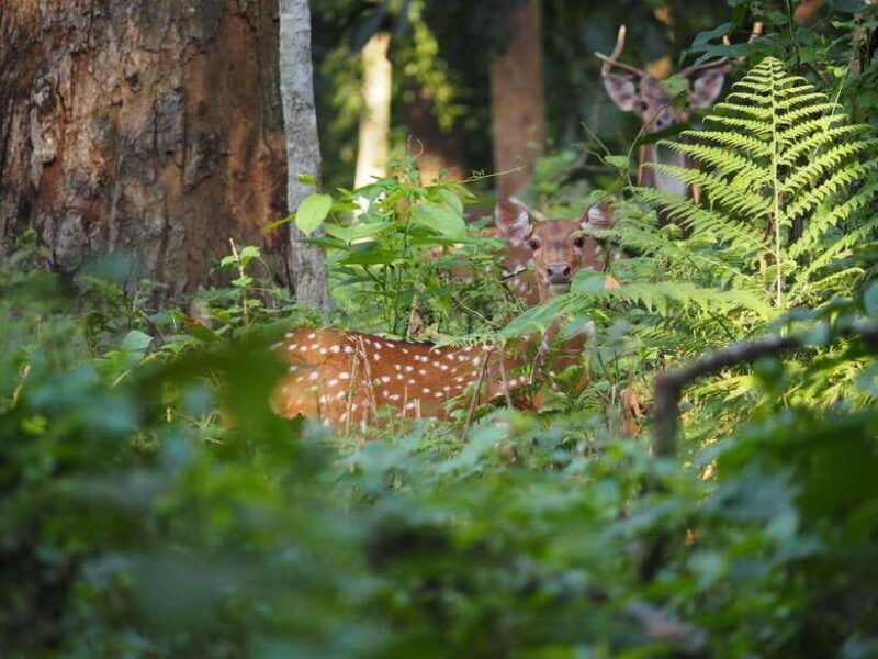 Chitwan: 2 Full day jungle walk with Canoeing all inclusive - Final Thoughts