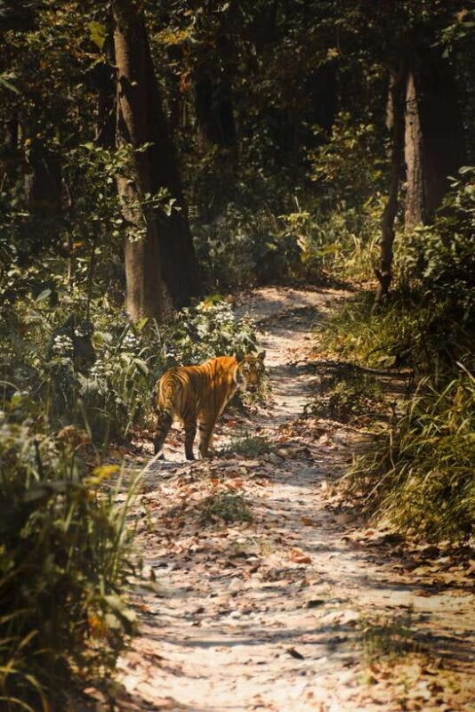 Chitwan: 2 Full day jungle walk with Canoeing all inclusive - FAQ