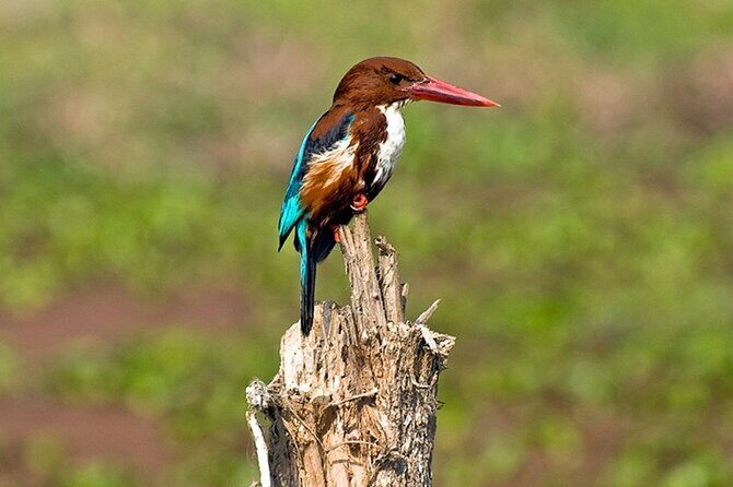 Chitwan 2 Nights All Inclusive Jungle Safari Tour - Who Should Consider This Tour?