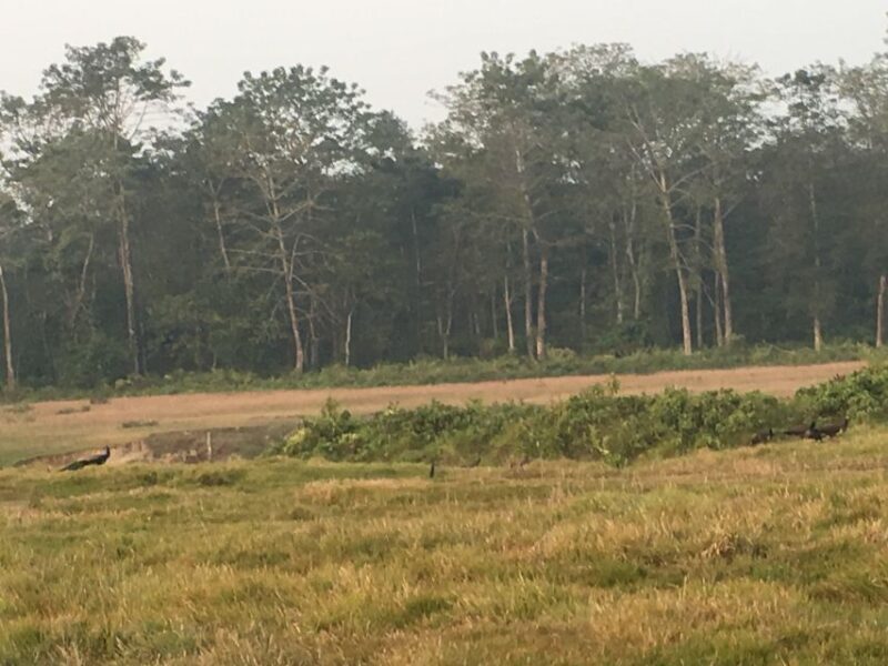 Chitwan Day Tour ( Canoeing+Jungle Walk+ Jeep Safari ) - An In-Depth Look at the Tour Experience