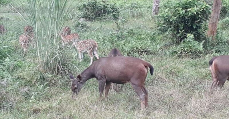 Chitwan Day Tour ( Canoeing+Jungle Walk+ Jeep Safari ) - Practical Tips Before You Go