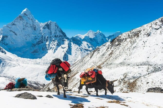 Chitwan Elegance: A 3-Day Luxury Wildlife Experience - FAQ