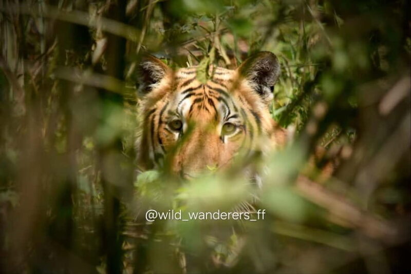 Chitwan: Full-Day Safari Canoeing and Jungle Walk and Jeep - Key Points
