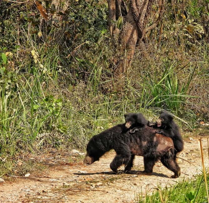 Chitwan: Full-Day Safari Canoeing and Jungle Walk and Jeep - An In-Depth Look at the Chitwan Safari Experience