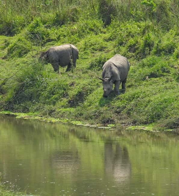 Chitwan: Full-Day Safari Canoeing and Jungle Walk and Jeep - What We Learned from Reviews