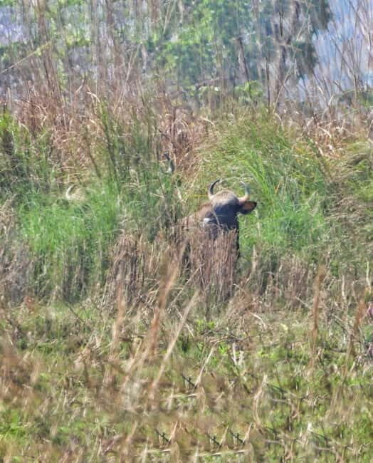Chitwan: Full-Day Safari Canoeing and Jungle Walk and Jeep - The Sum Up: Who Is It Best For?
