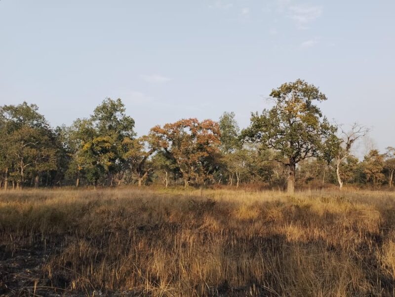 Chitwan: jungle One Night Towerstay in chitwan national park - Discovering the Experience: An In-Depth Look