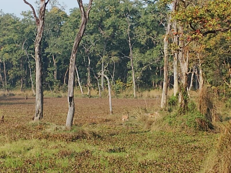 Chitwan: jungle One Night Towerstay in chitwan national park - Frequently Asked Questions