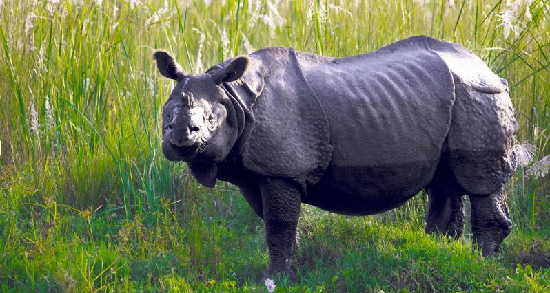 Chitwan Jungle Safari 3 Days- From Kathmandu or Pokhara - Authentic Encounters and Highlights