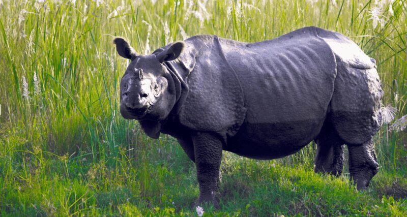 Chitwan Jungle Safari 3 Days- From Kathmandu or Pokhara - Frequently Asked Questions