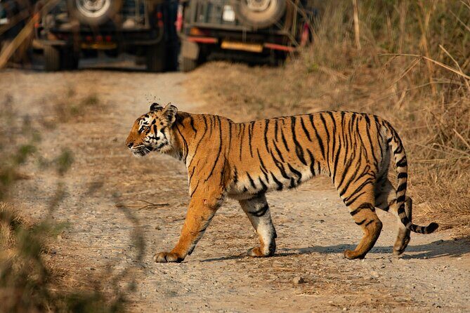 Chitwan jungle safari with canoe river ride - Exploring the Chitwan Jungle Safari with Canoe River Ride