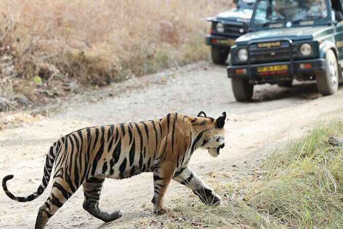 Chitwan jungle safari with canoe river ride - The Sum Up