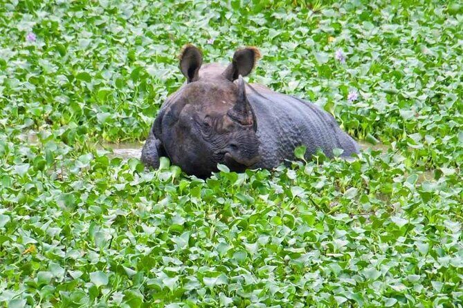 Chitwan National Park Jungle Safari Tours 3 days - Authentic Experiences That Stand Out