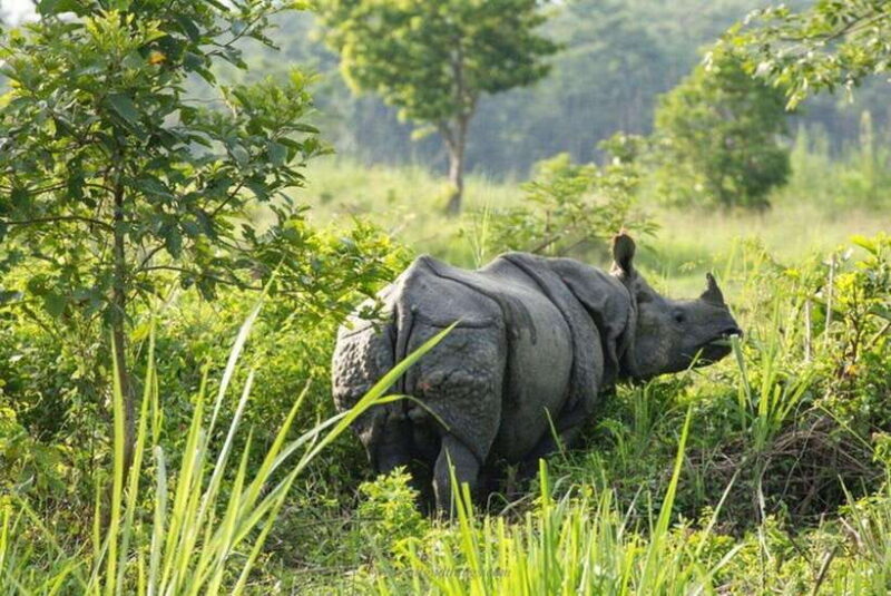 Chitwan National Park Tour - Key Points