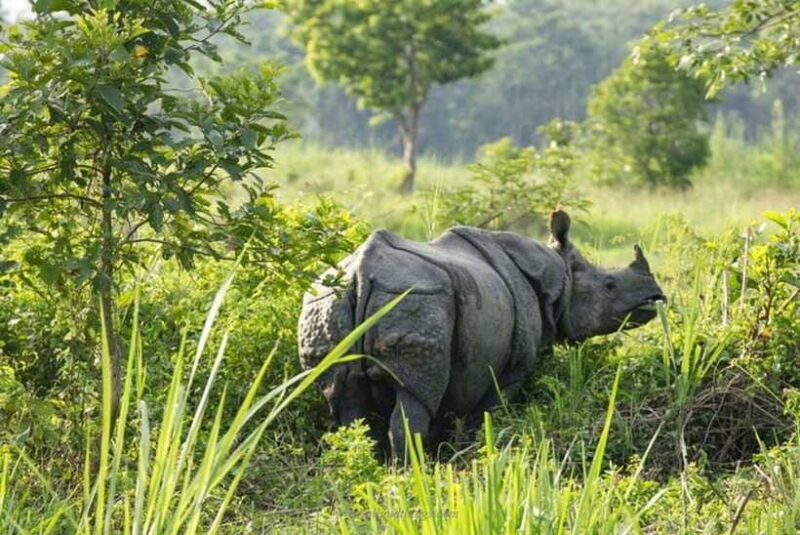 Chitwan National Park Tour - FAQs