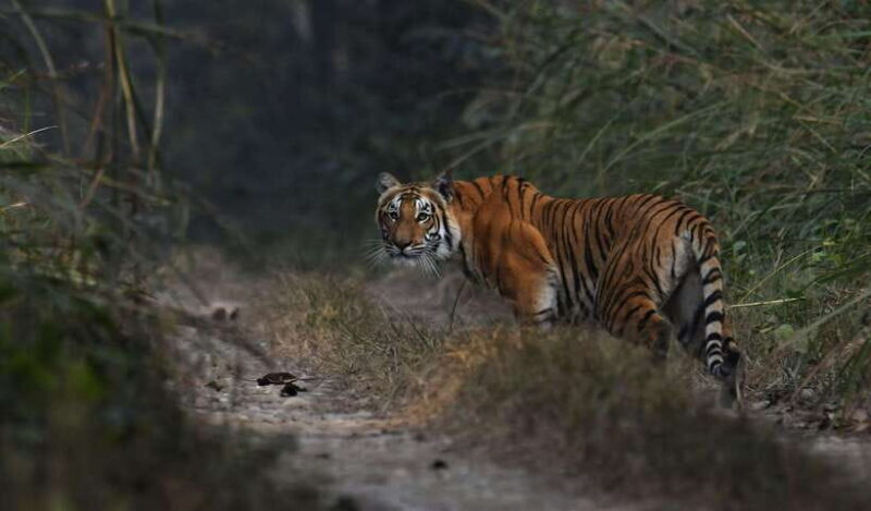 Chitwan National Park Tours: 3 Nights 4 days Full Package - Introduction: An Authentic Wildlife & Photography Adventure