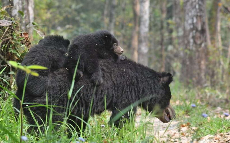Chitwan National Park Tours: 3 Nights 4 days Full Package - Practical Details: Transportation, Group Size & What to Pack