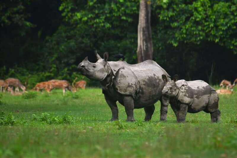 Chitwan National Park Tours: 3 Nights 4 days Full Package - Authentic Encounters & Unique Highlights