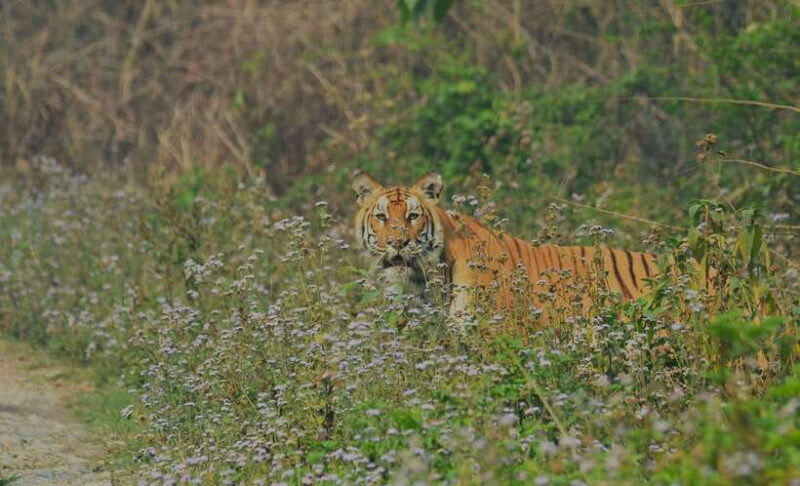 Chitwan National Park Tours: 3 Nights 4 days Full Package - Who Should Consider This Tour?