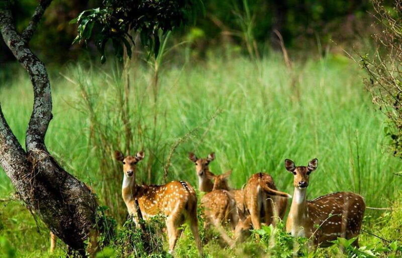 Chitwan National Park: Tower Night Stay with Nature Guide - An Authentic Night in Nepal’s Last Wilderness