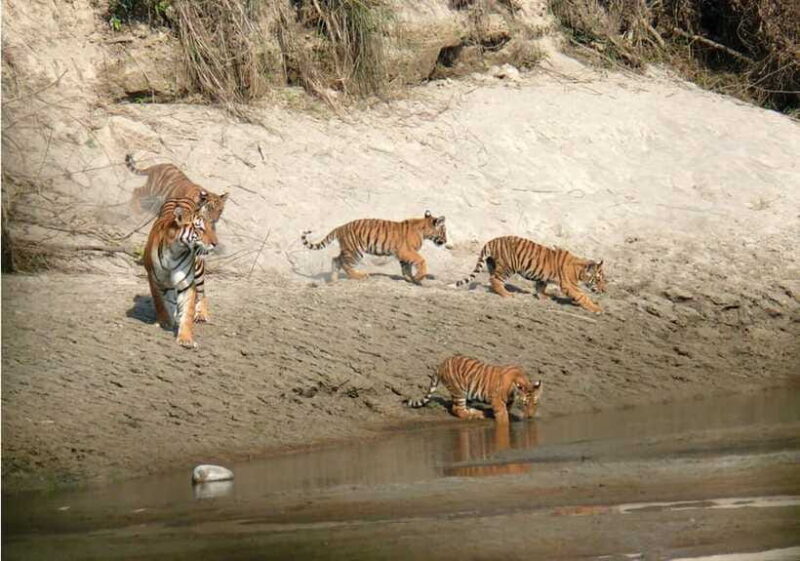 Chitwan National Park: Tower Night Stay with Nature Guide - FAQ
