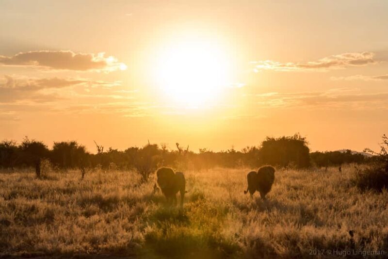 Chobe: 2-Day Mobile Camping Safari - Introduction