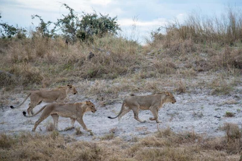 Chobe: 2-Day Mobile Camping Safari - Key Points
