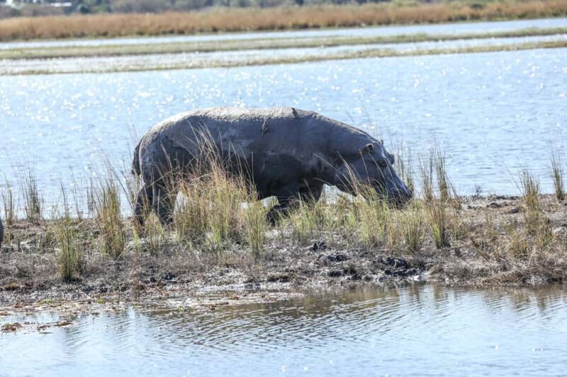 Chobe: 2-Day Mobile Camping Safari - Why This Tour Is a Good Choice