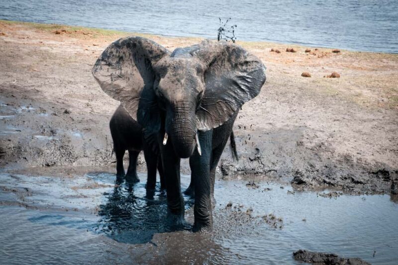 Chobe: 2-Day Mobile Camping Safari - Final Thoughts