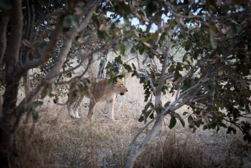 Chobe: 2-Day Mobile Camping Safari - FAQs