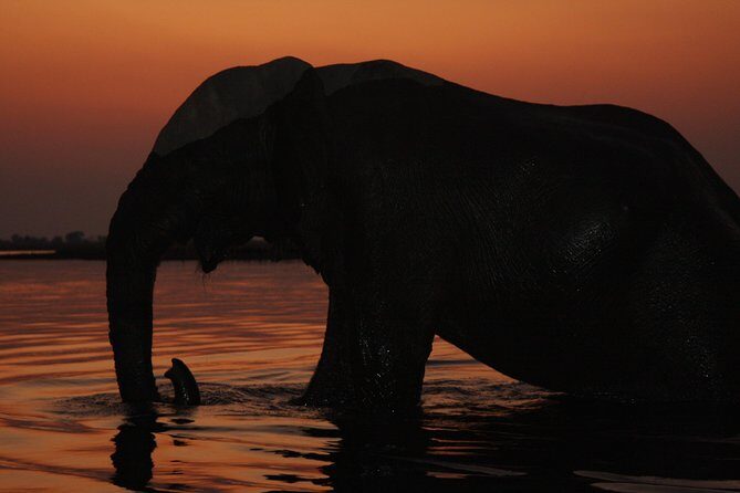 chobe 3hr sunset boat cruise - Who Will Love This Experience?