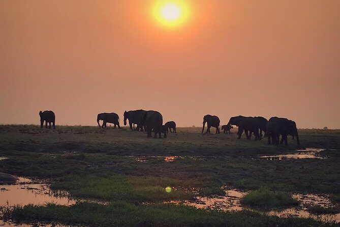 chobe 3hr sunset boat cruise - In-Depth Look: Why This Tour Works for Travelers