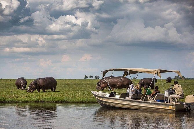 Chobe Boat Cruise & Game Drive Day Trip From Livingstone - Key Points