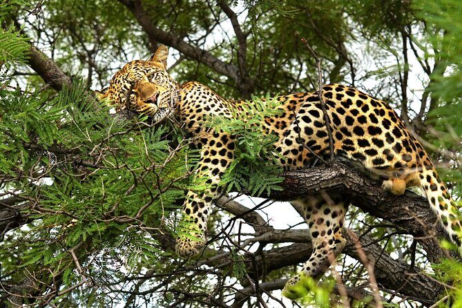 Chobe Botswana Day Trip River and Land Safari from Victoria Falls - An In-Depth Look at the Chobe Day Trip Experience