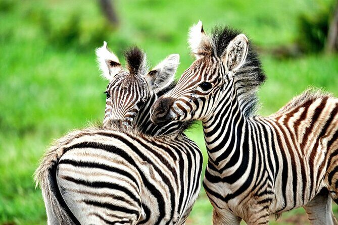 Chobe Botswana Day Trip River and Land Safari from Victoria Falls - FAQ