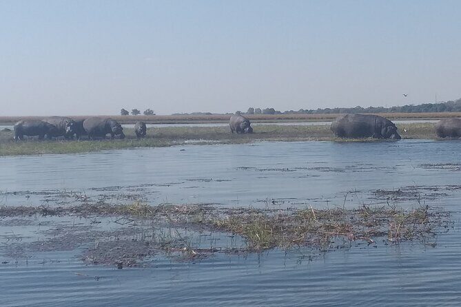 Chobe Botswana Full-Day Trip - What Makes This Tour Worthwhile?