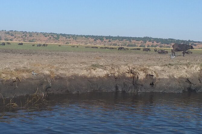 Chobe Botswana Full-Day Trip - Who Should Consider This Tour?