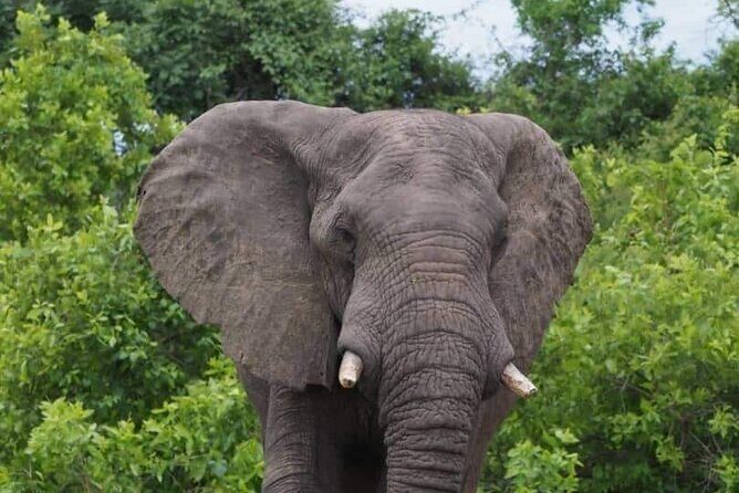 Chobe Day Trip - The Experience in Detail