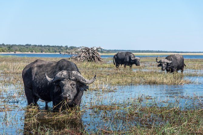 Chobe Day Trip - Starting the Day: Early Pickup and Logistics